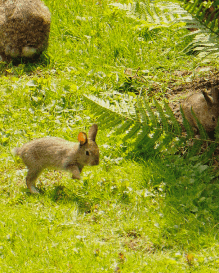 うさぎの写真